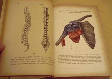 antikes Buch der Hausmedizin als natrliche Heilweise im Jugendstil-Einband